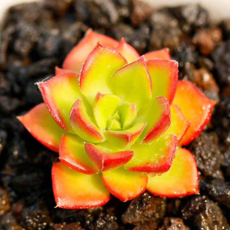 多肉植物多肉绿植花卉办公室内盆栽桌面小绿植花卉格林46cm裸根不带土