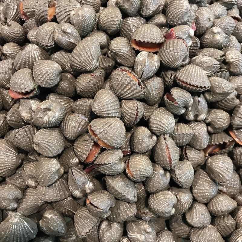 血蛤花蛤新鲜带泥贝壳海产品海鲜水产鲜活500克本地特产小号1斤尝鲜约