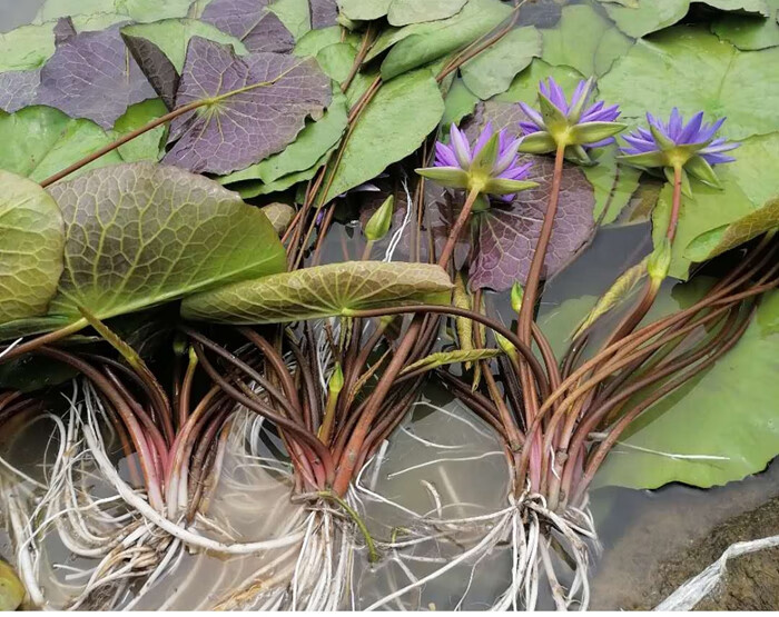 进口耐寒池塘水池睡莲花苗睡莲根块水培植物水生根块睡莲苗带花朵 粉