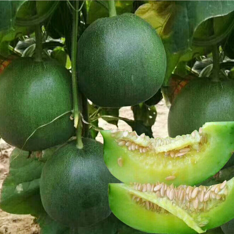 适用于冰翡翠甜瓜种子羊角蜜香瓜种籽酥白沙蜜伊丽莎白四季春季水果种