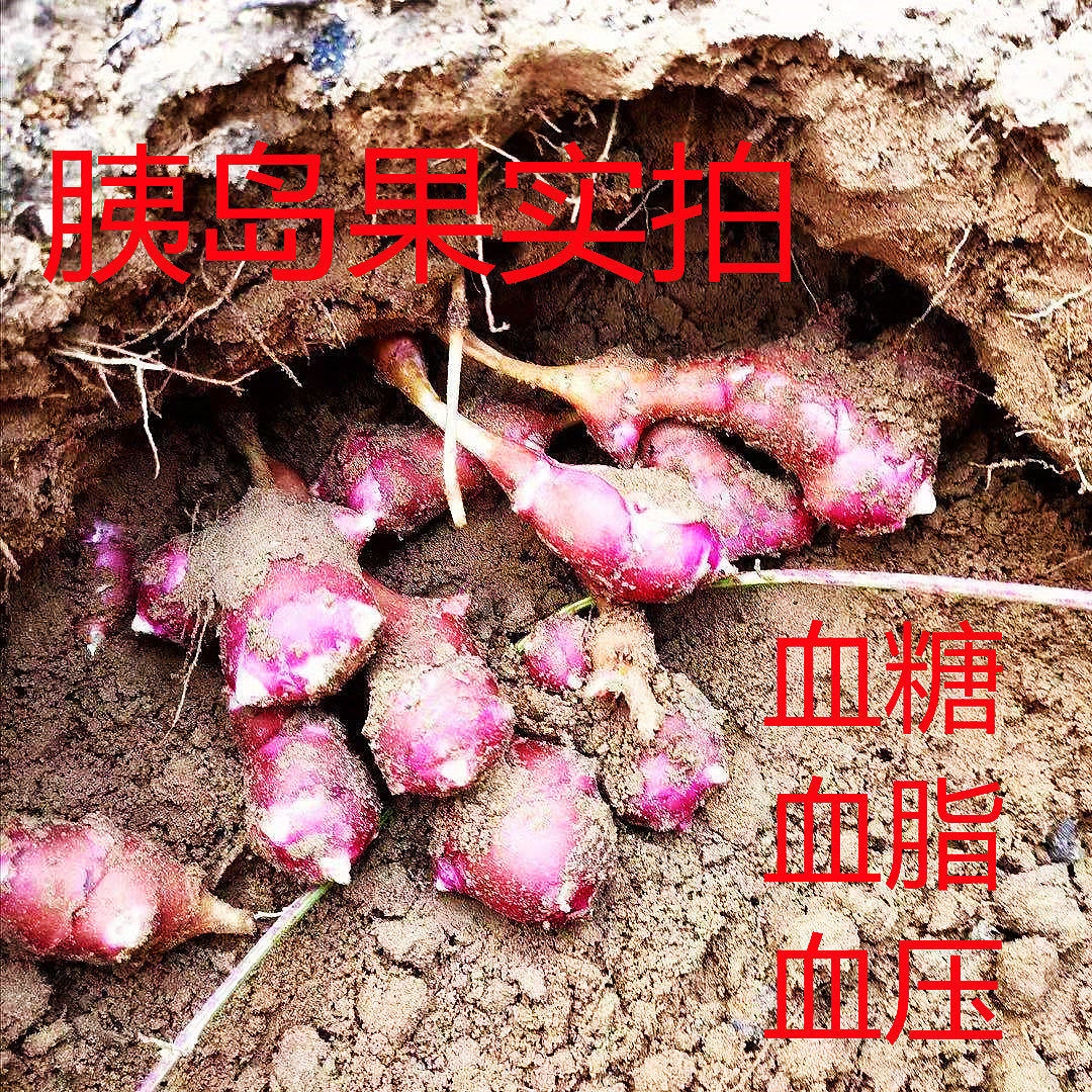 胰岛果茶天然胰岛素野生现挖新鲜胰岛果糖尿病稳定三高人群3斤野生