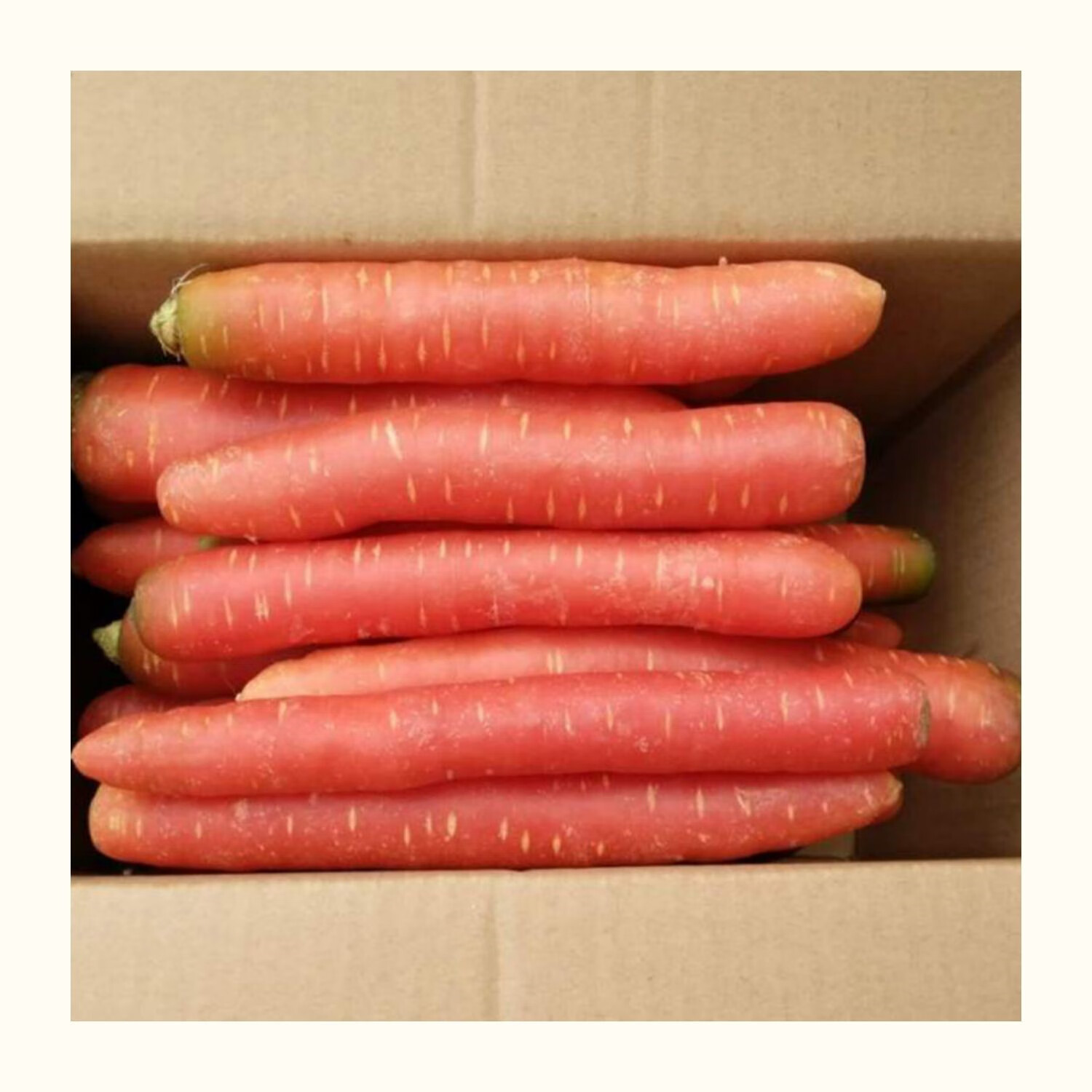 四川老品种胡萝卜新鲜红皮红心萝卜沙地脆甜水果红萝卜蔬菜 3斤【图片