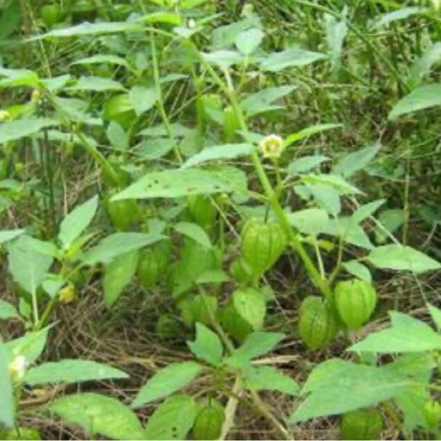 有仁堂新鲜野生草药灯笼草 鬼灯笼打卜草 天泡果 500g【图片 价格