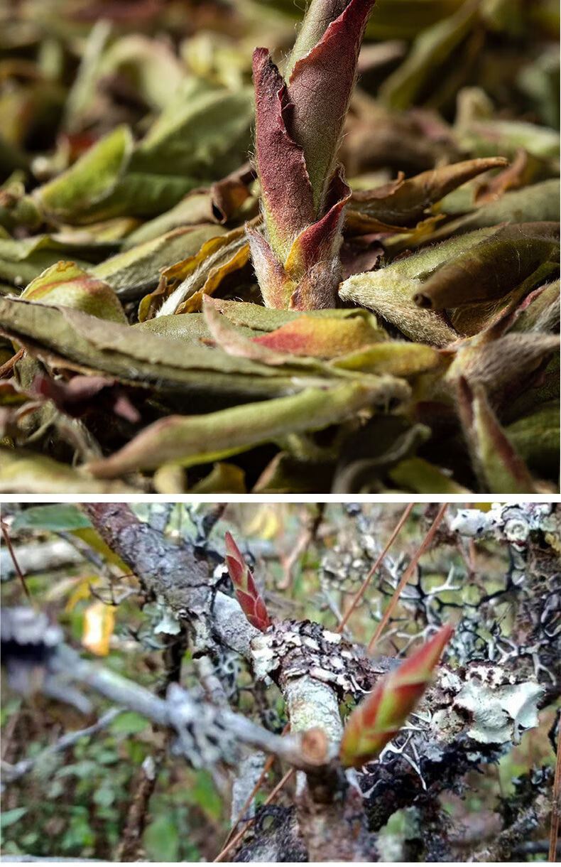 云南紫芽孢茶2022年春茶紫芽苞茶古树芽孢生茶散茶紫芽孢500克一斤装