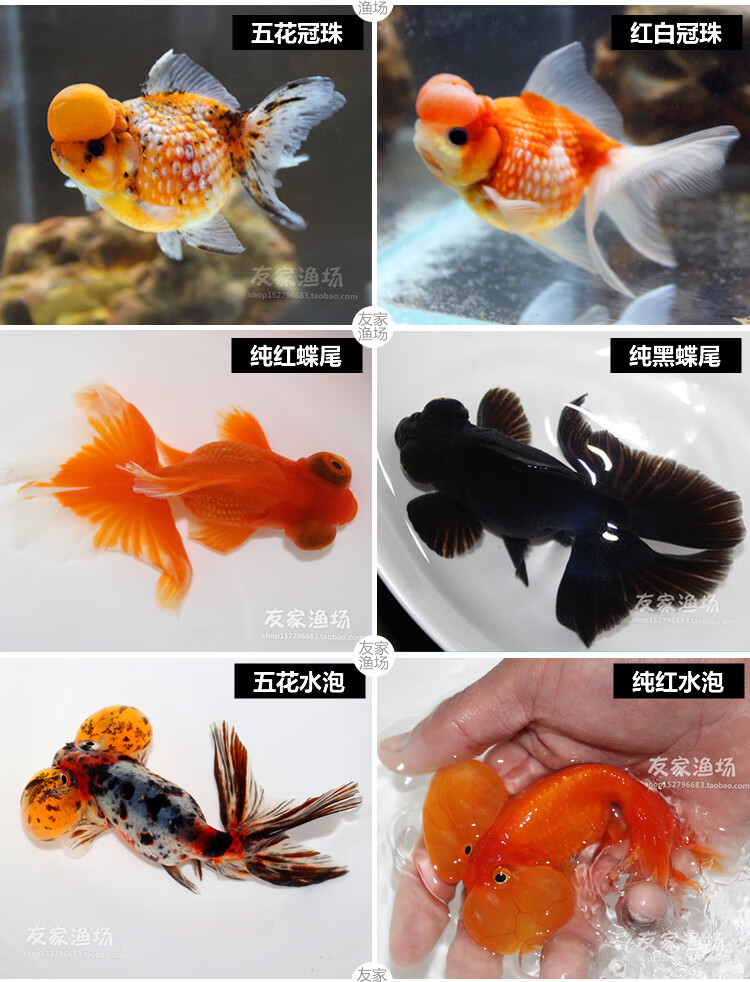 精品活体兰寿/泰狮/碟尾红黑蝶/珍珠/龙睛/顶红小苗淡水观赏 5-6cm