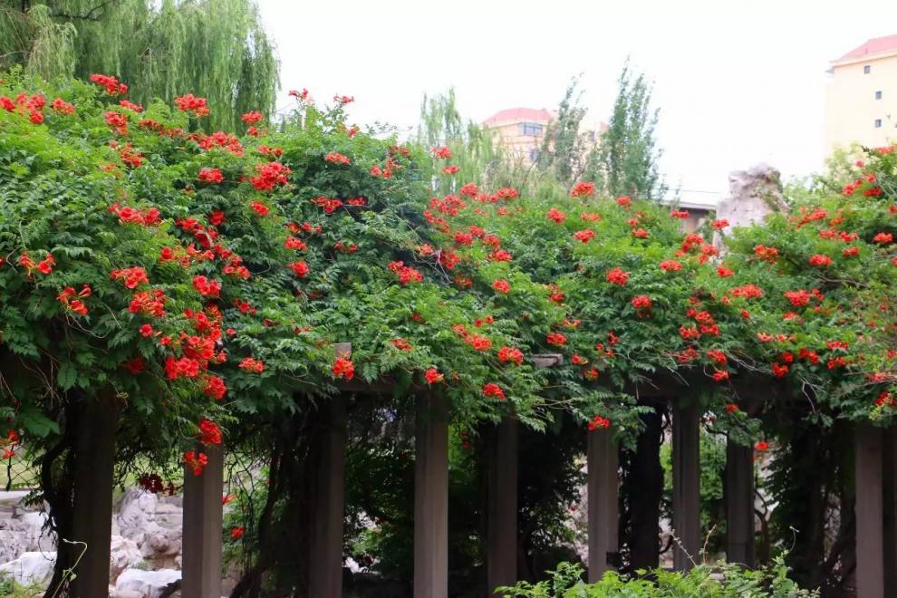 凌霄花苗爬藤植物美国凌霄大苗阳台庭院花卉多花紫藤树苗盆栽地栽老桩