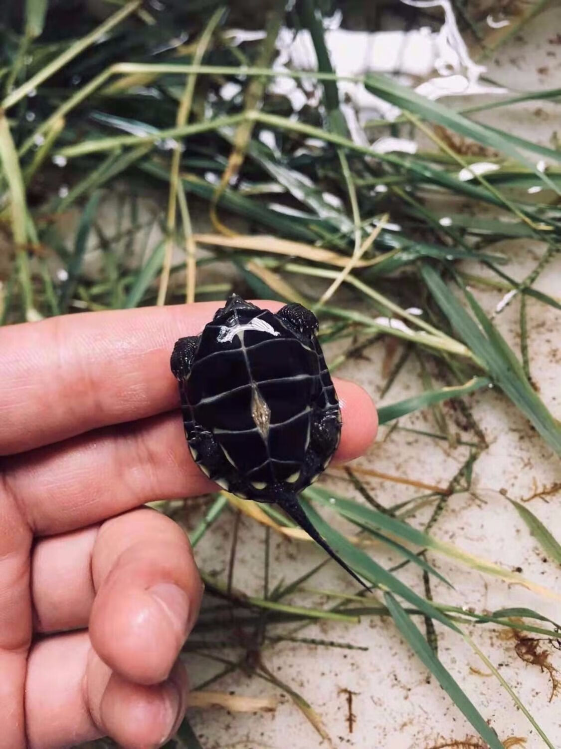 荣郁黑腹墨龟苗活体全黑小乌龟外塘中华草龟苗顶墨苗 4-5厘米半墨 1只