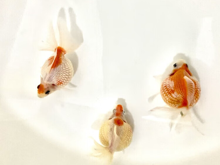 鼠头珍珠金鱼红白珠子五花珠子淡水冷水观赏鱼国粹兰寿泰狮搭配 6-8cm