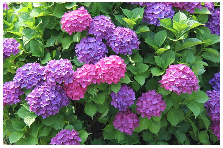 云南绣球花老桩花苗盆栽阳台庭院无尽夏变色大苗耐寒四季开花 烈焰