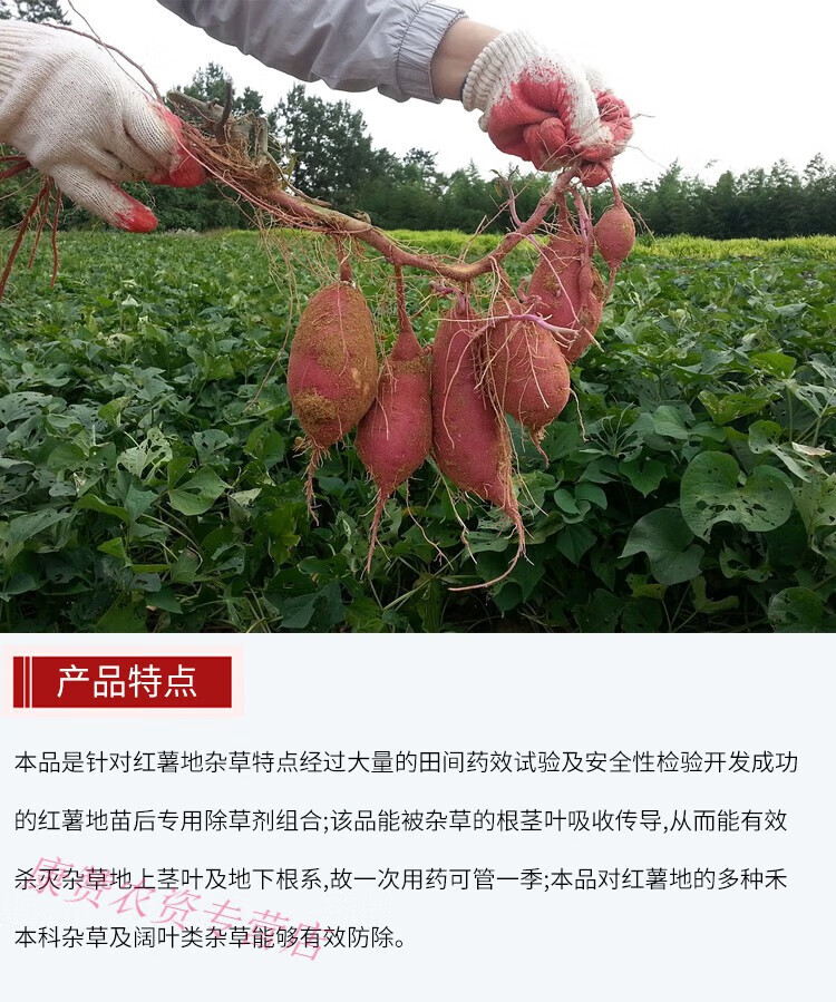 适用于红薯地苗后专用除草剂烂根氯吡嘧磺隆薯田农药禾阔莎香附子杀
