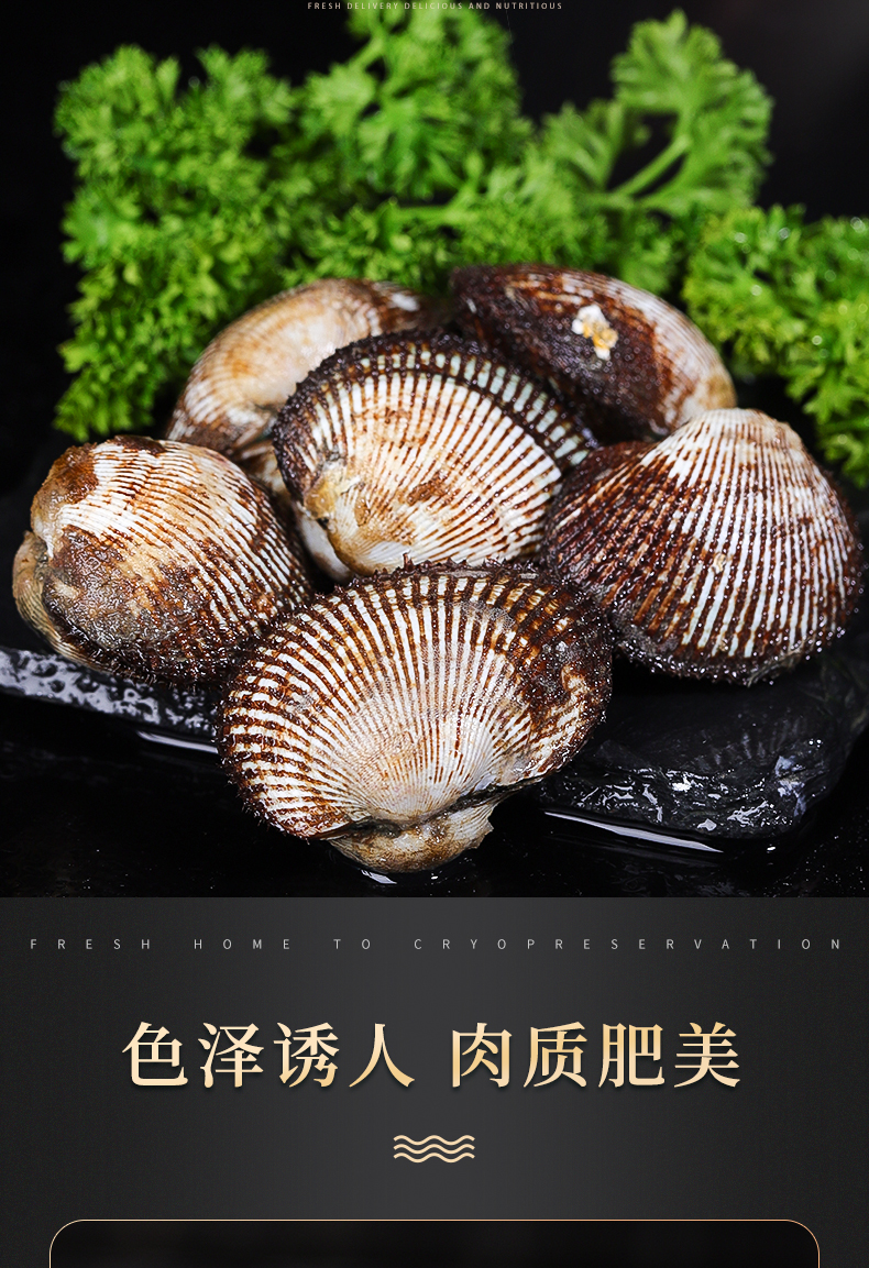 鲜活新鲜大毛蛤毛蚬毛钳贝类海鲜水产赤贝血蛤雪蛤肉超大3斤顺丰