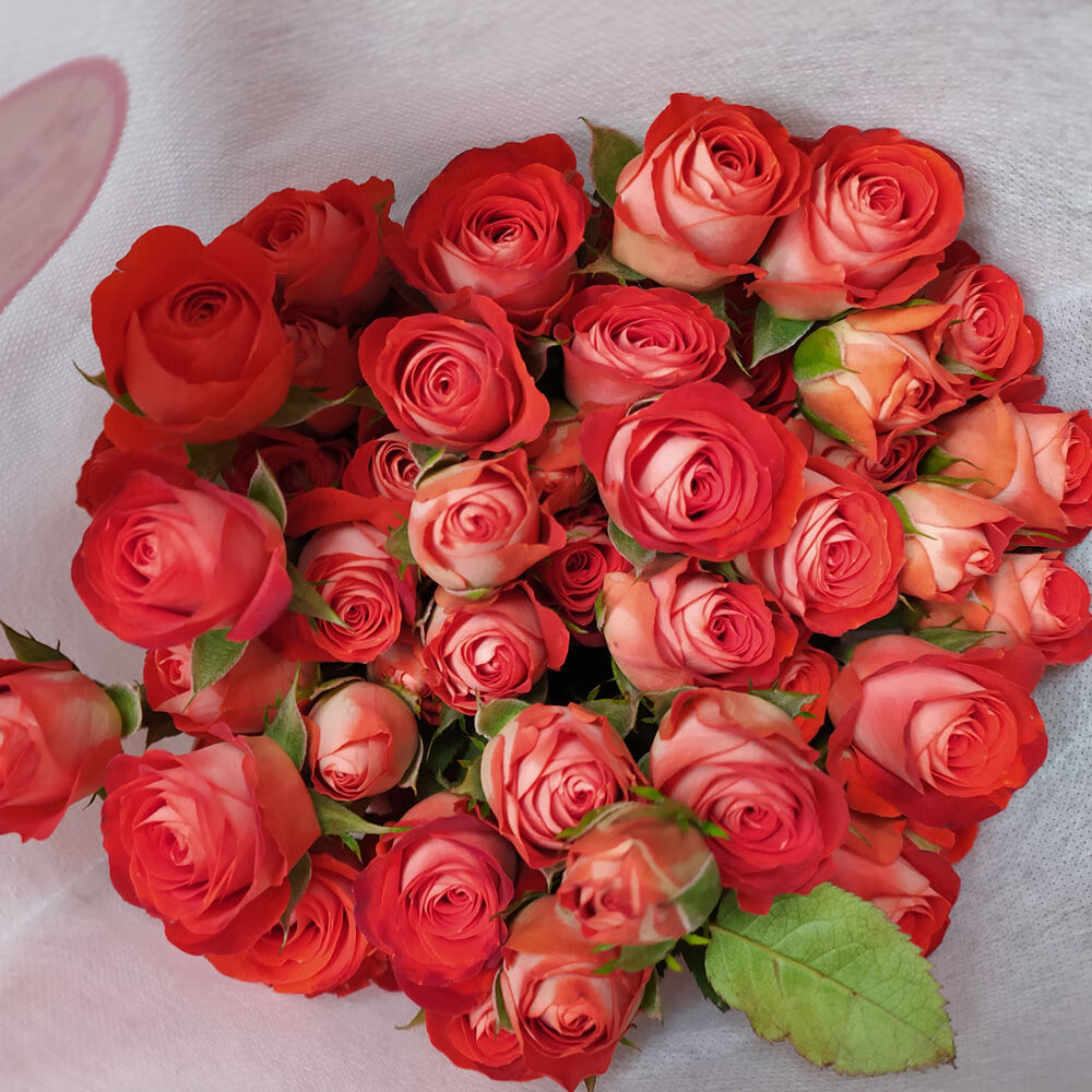 玫瑰家居装饰家庭插花云南基地真鲜花束批发速递 爱丽丝10枝(20朵左右