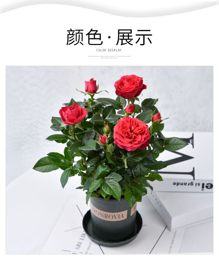 玫瑰四季开花带盆栽好观花植物室内阳台庭院花卉绿植一代佳人8棵带