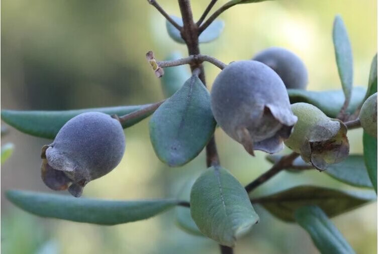 桃金娘新鲜食用山捻子果岗稔豆稔水果乌稔野果多尼果3斤装