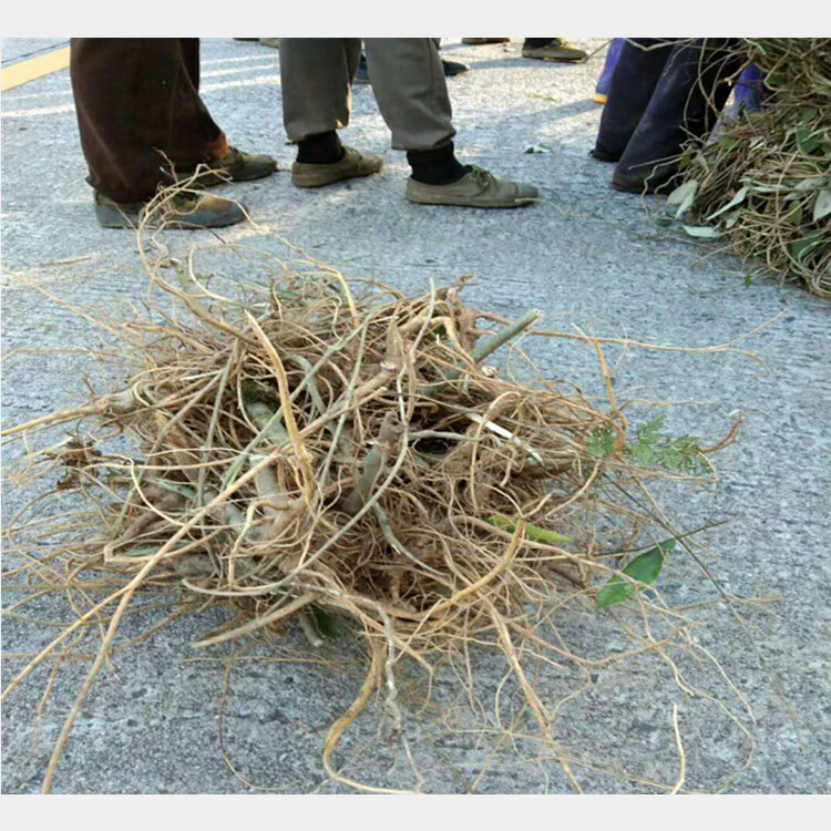 观音串 倒吊黄根 纯根 黄花倒水莲倒吊王根农村采挖500克无硫干品