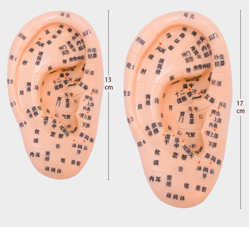 丰帆 耳朵模型中医针灸穴位耳部按摩模型教学器材 王不留行籽贴耳豆