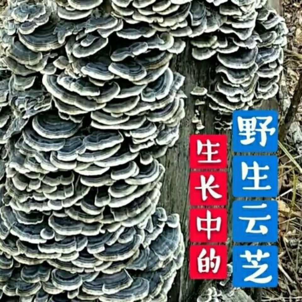 东北长白山野生云芝整枝云之蘑特产云芝菌新货500克多规格十年生500克