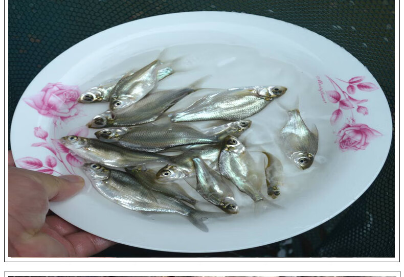 鳊鱼苗淡水养殖食用扁鱼苗活体三角鲂团头鲂边鱼苗超好养武昌鱼苗1000