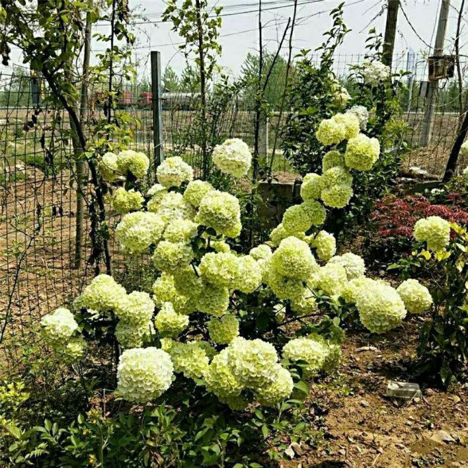 耐寒耐热大花斗球~中华木绣球 30-40厘米 按高度卖