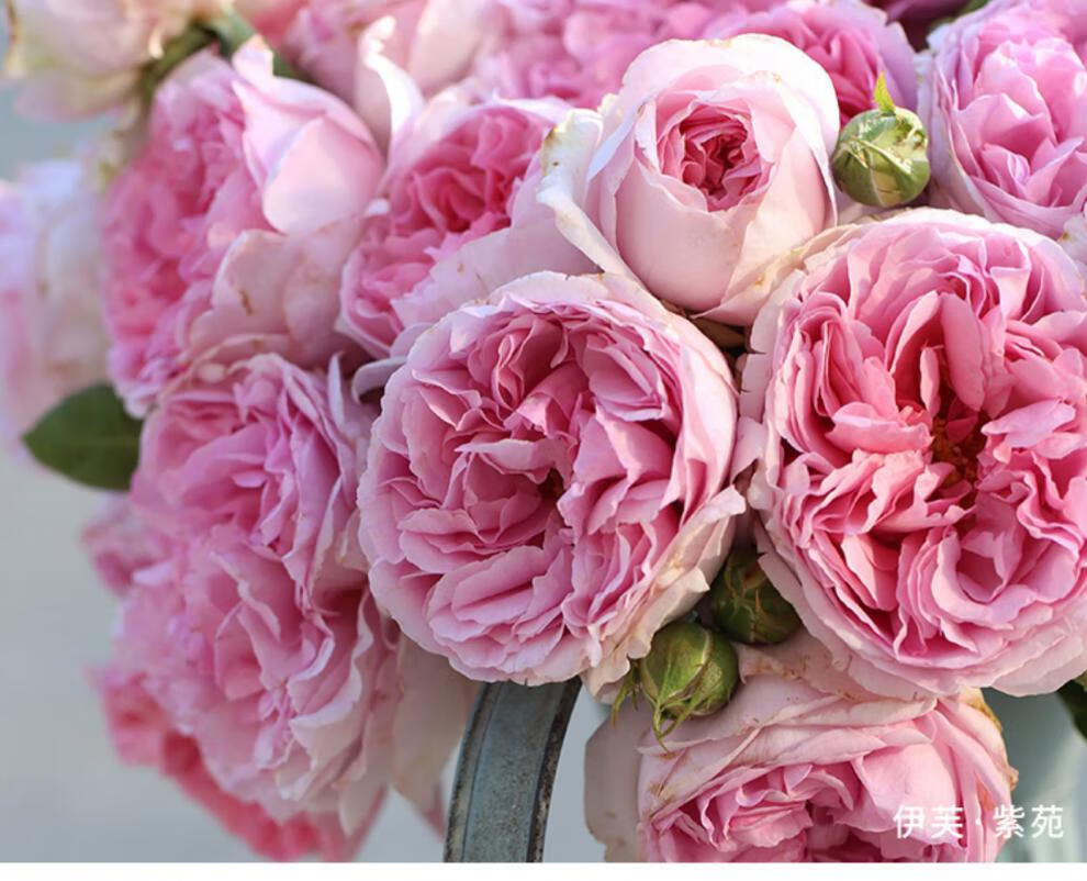 大花浓香型月季 伊芙系列花苗多季开花花园花卉玫瑰花 伊芙紫苑(单