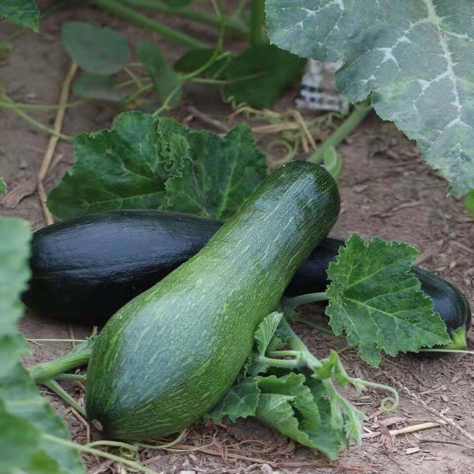 新鲜嫩南瓜北瓜河北当季青皮南瓜黑皮嫩北瓜长南瓜长北瓜时令蔬菜 4斤