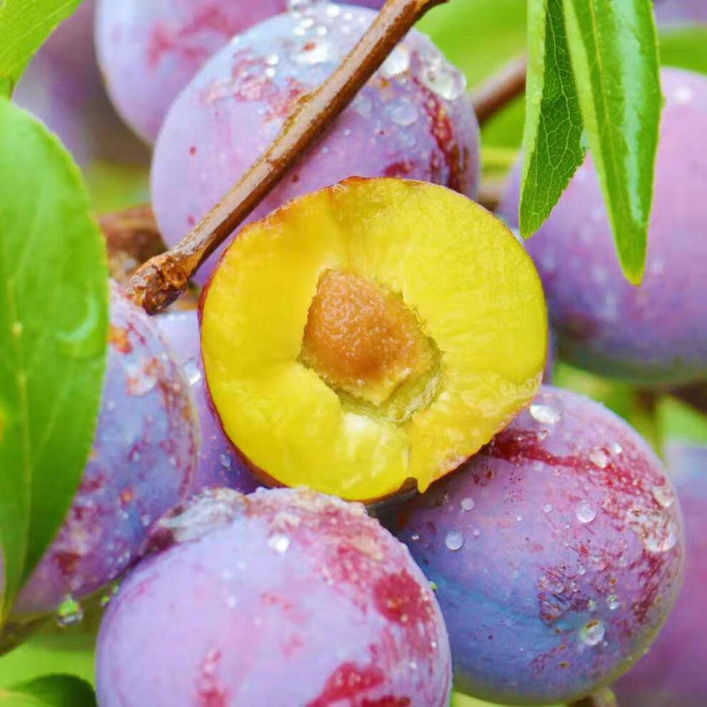 hqc嫁接李子树苗地栽盆栽早熟晚熟南方北方种植冰糖红心当年结果