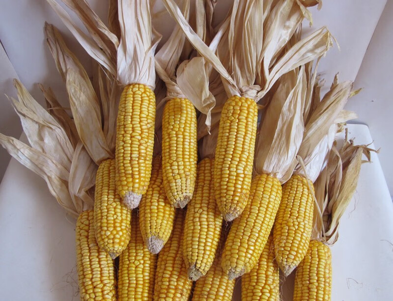 干玉米棒老玉米棒子新货整根带皮带叶天然真实晒干苞米农家乐装饰 老