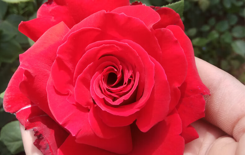 阳台红色大花浓香月季大苗梅朗口红玫瑰花盆栽四季庭院花卉绿植物