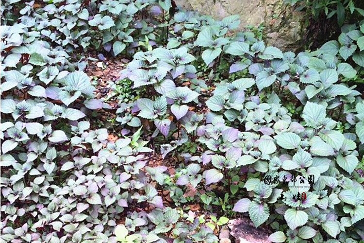 野生苏子叶农家新鲜紫苏叶晒制紫苏叶干去腥食用香料紫苏苗盆栽 紫苏