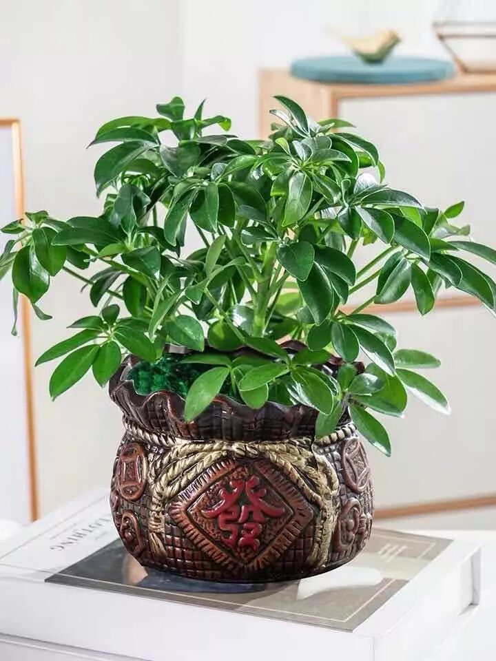 《鸭脚木八方来财七叶莲盆栽植物室内花卉常青发财树绿植盆景苗包活 2
