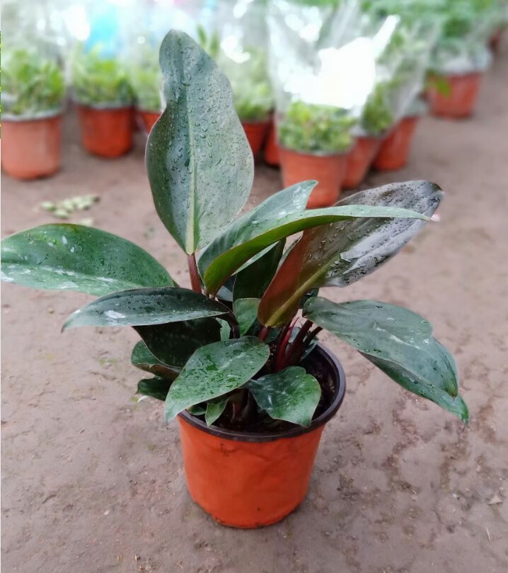 大叶红钻宝石 金钻蔓绿绒吸甲醛 净化空气 绿植盆栽室内花卉 金钻2 25