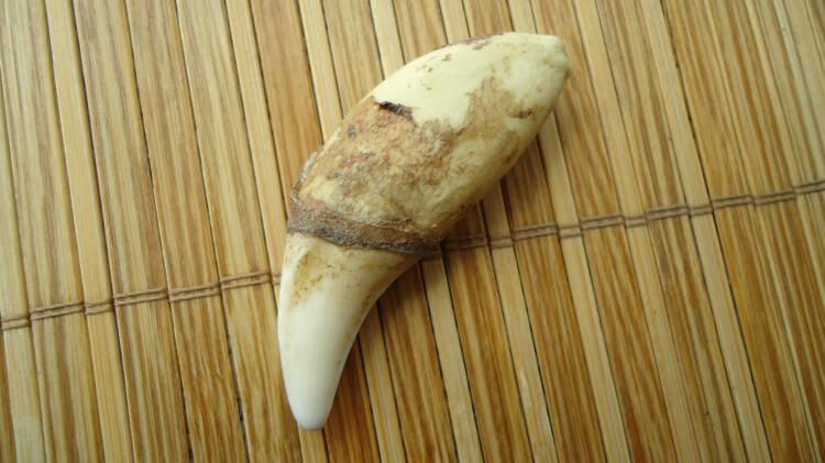 默奢 真青藏高原藏獒牙 狼狗牙 黑 男士项链吊坠 5.8左右顶级藏獒牙