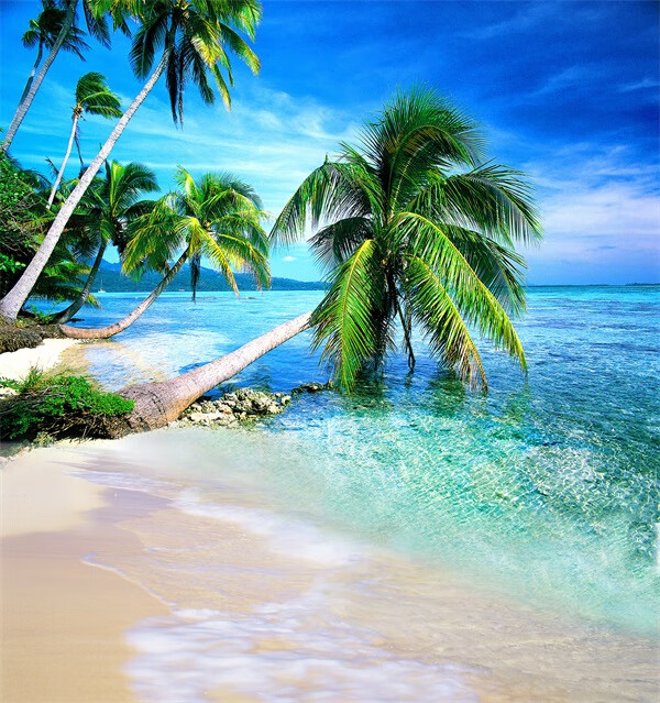 大海背景布 大海沙滩蓝天白云海边椰树风景主播拍视频段子直播背景布