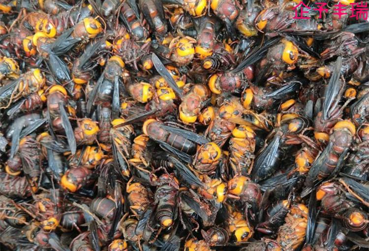 红娘虎头蜂 土胡蜂活体冰冻牛牯地龙蜂深山大黑马蜂 泡酒料野生500g【