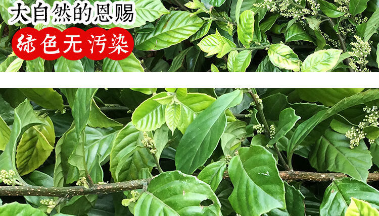 伟博广西鲫鱼胆500克中草药材新鲜现采空心花鲫鱼胆茶止ke咳茶500g