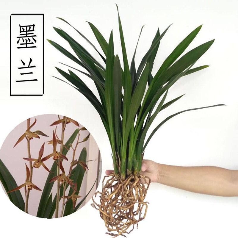 疏影暗香兰花墨兰企黑浓香兰花苗墨兰报岁兰室内客厅办公室盆栽花卉