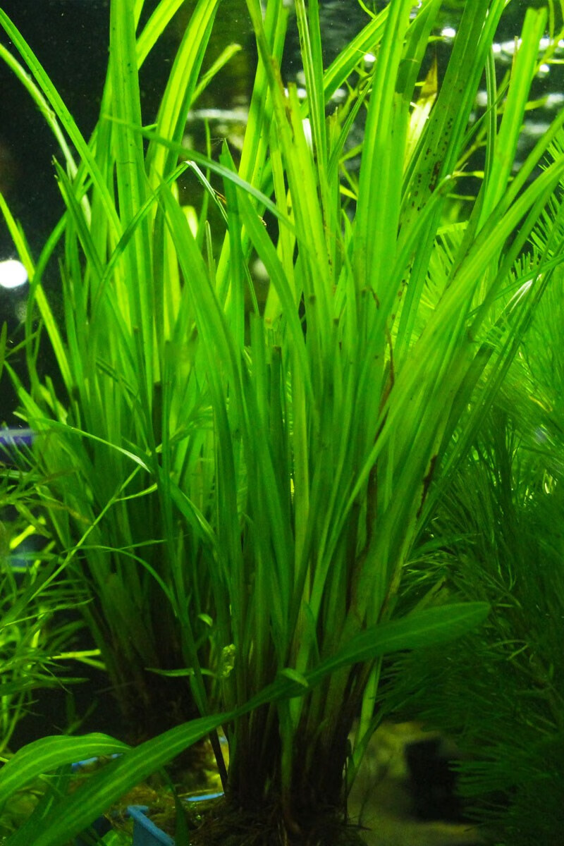大水兰线叶谷精泰国水剑细叶水兰迷你小水兰水下叶针叶皇冠后景草