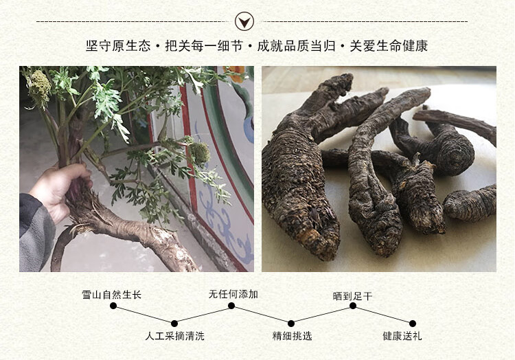 野生当归梅里雪山纯野生当归不分当归头尾片云南野当归100克