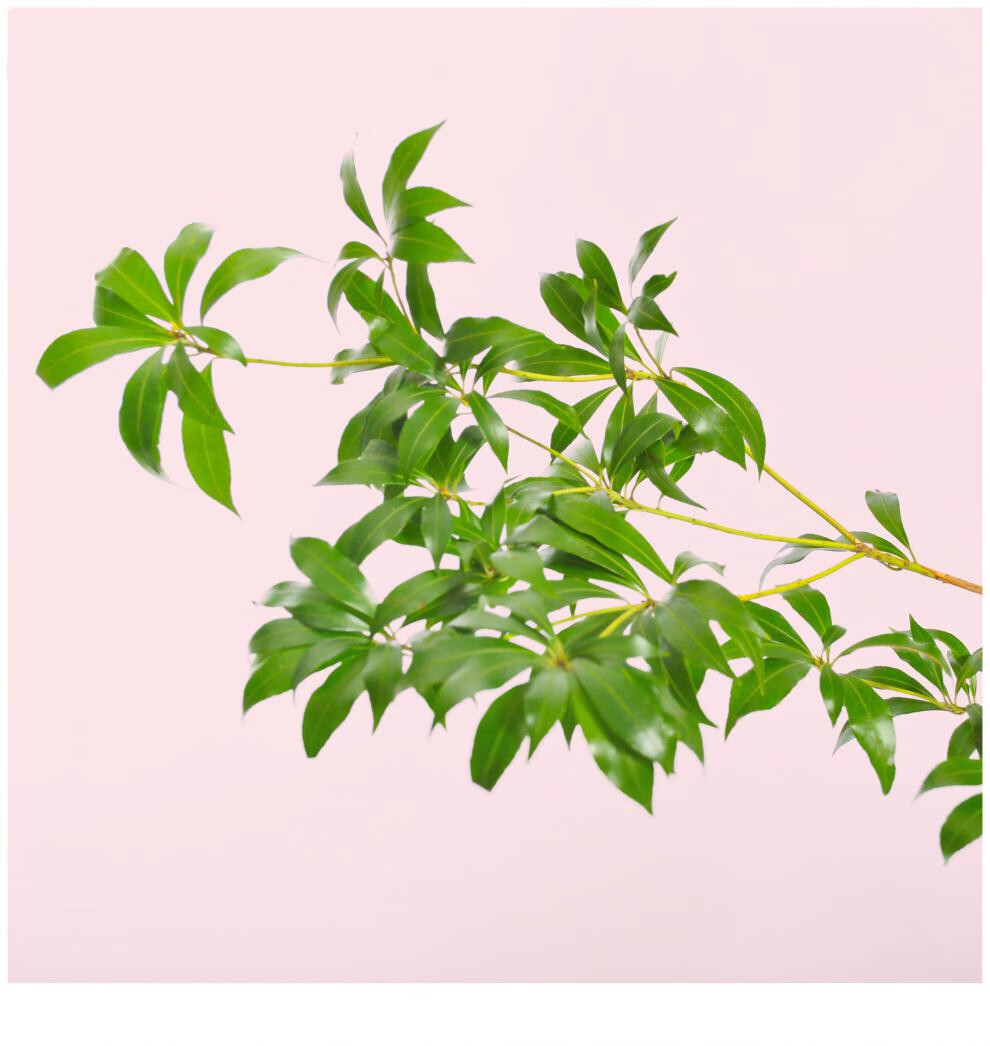 植物类别:观叶植物是否含花盆:不含盆适用空间:庭院,阳台,客厅,桌面