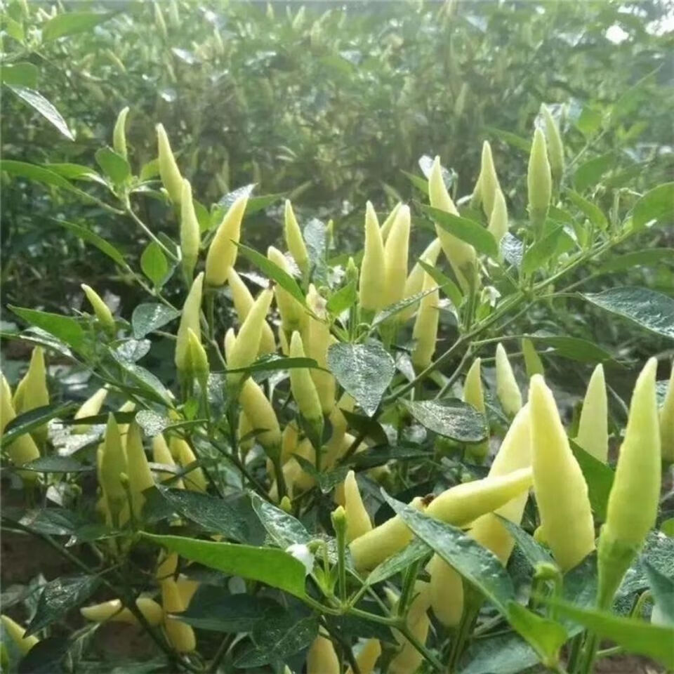 新鲜超辣白米椒泡椒小米椒小米辣椒 新鲜白泡椒3斤【图片 价格 品牌