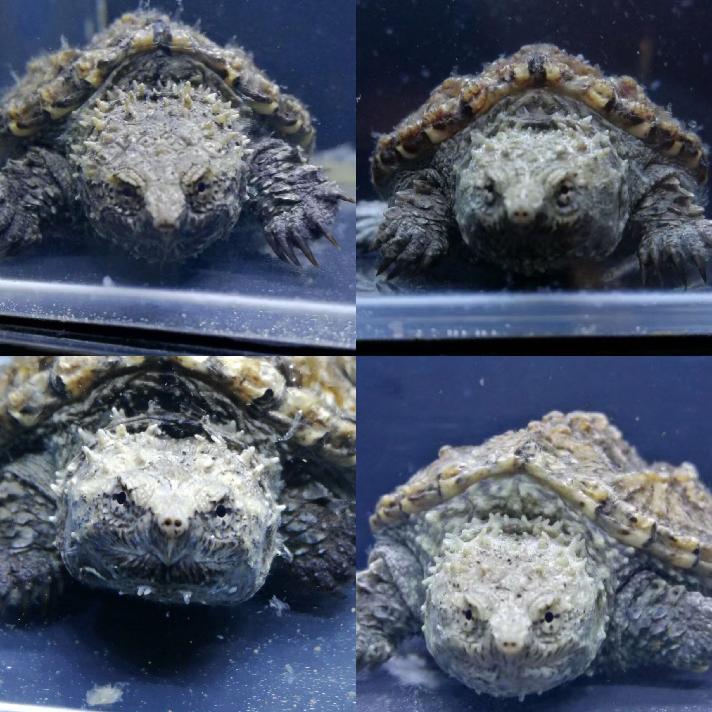 鳄龟苗纯佛原种爆刺王活物体宠物 原种纯佛 暴刺(凶猛) 一瓶200克一只