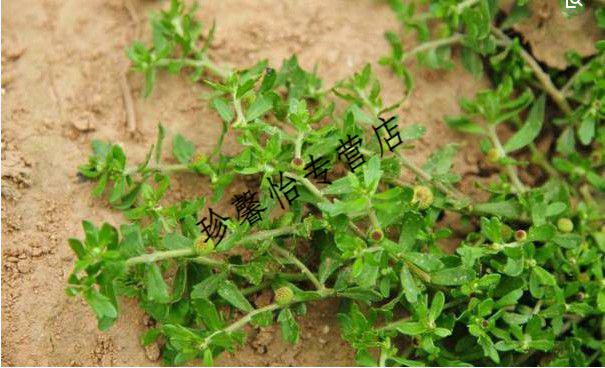 有仁堂鹅不食草粉中药材鹅不食草鹅不食草治鼻炎鹅不吃草超细粉鹅不食