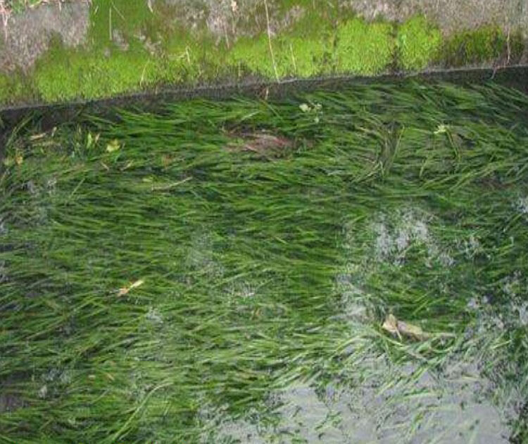 苦草长叶矮生四季常绿鲜苗虾蟹鱼养殖专用增氧净化水质扁担草四季常绿