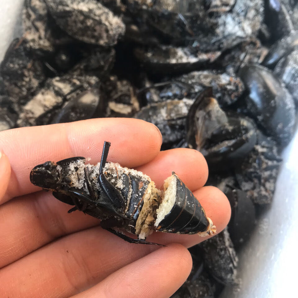 黑龙虱水龟虫老鳖盖黑鳖盖黑壳虫中通快递发货图片均为实图拍摄 龙虱