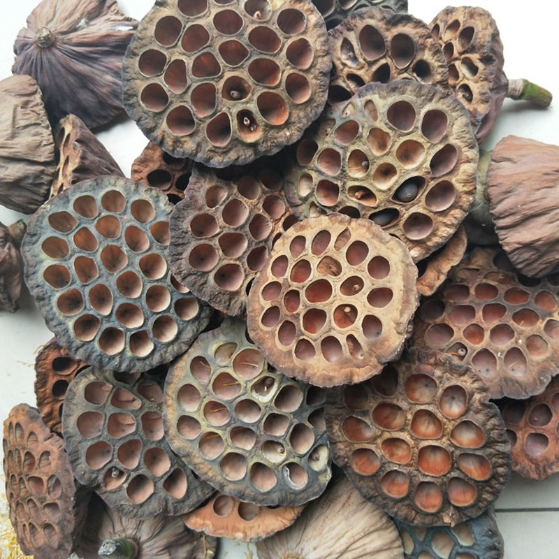 晒干莲房中药材莲蓬壳莲蓬莲房莲子壳藕实干莲蓬壳250克