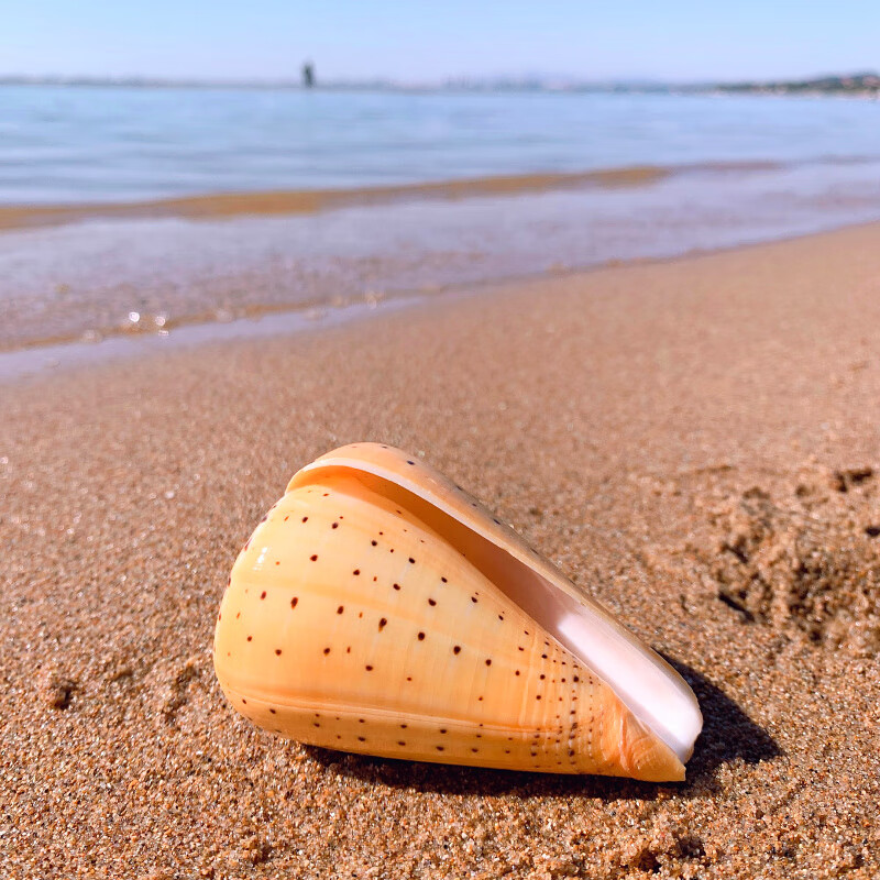 黄玉米螺天然贝壳海螺玉米芋螺鱼缸造景水族装饰地中海风格摆件 黄