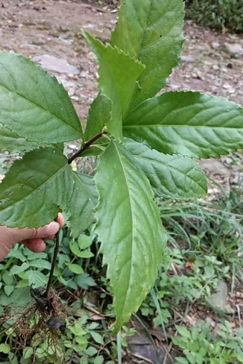 野生現挖草珊瑚苗接骨蓮金粟蘭腫節風九節茶滿山香全株入藥 大株3年