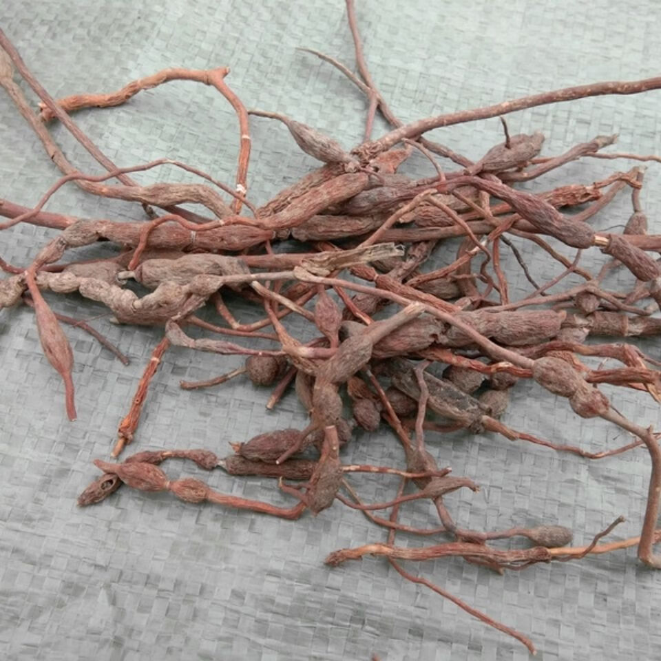 伟博贵州草药鸡筋参 中药材黄鸡胖黄鸡郎长叶数珠肉质膨大根干货500克