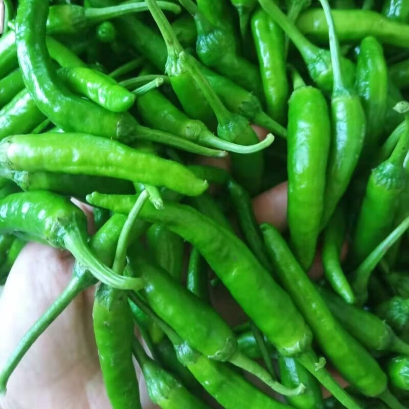 青樱红荔 顺丰直达 湖南正宗软皮椒新鲜青椒湘阴特产天价嫩辣椒农家自
