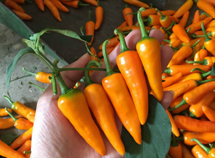 福建永安黄椒500g小米辣泡椒特产香辣黄辣椒新鲜农家自种尖椒剁椒1500